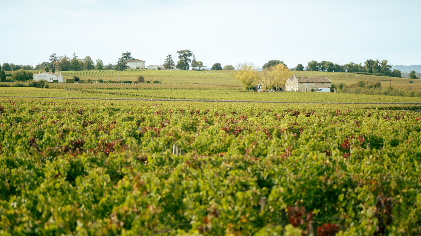 Vignobles dorés de Sauternes, route des vins liquoreux en chauffeur privé VTC depuis Bordeaux